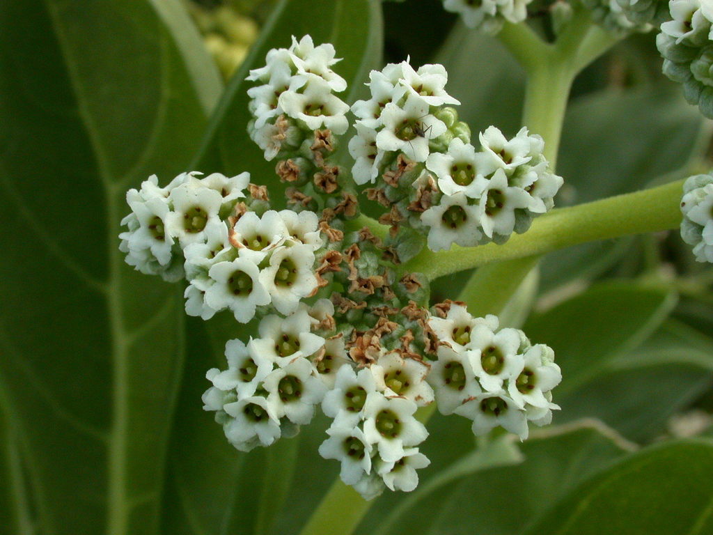 Heliotropium arboreum
