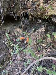 Clinopodium macrostemum