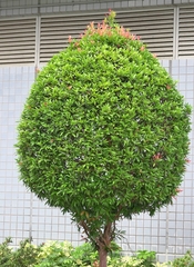 Syzygium myrtifolium