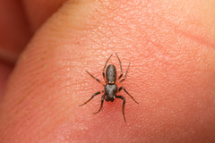 Hypsosinga lithyphantoides