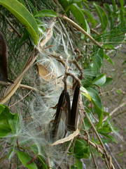 Parsonsia alboflavescens