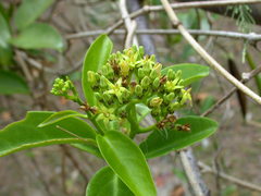 Parsonsia alboflavescens