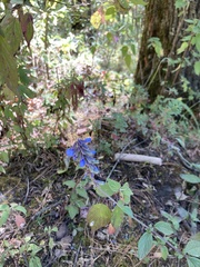 Salvia helianthemifolia