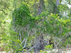 Parsonsia alboflavescens