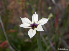 Sisyrinchium chilense