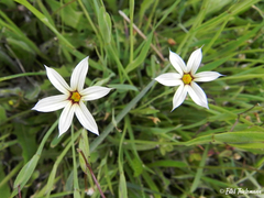 Sisyrinchium chilense