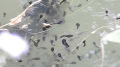 Bufo bankorensis