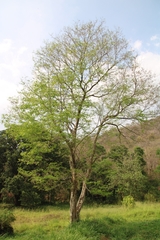 Dalbergia lanceolaria