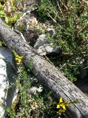 Genista triacanthos