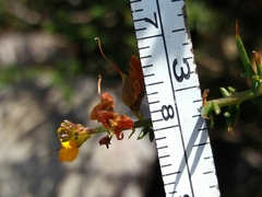 Genista triacanthos