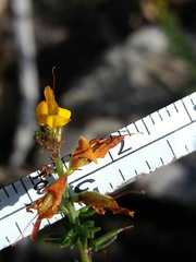 Genista triacanthos