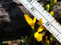 Genista triacanthos