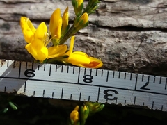 Genista triacanthos
