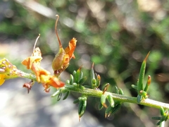 Genista triacanthos