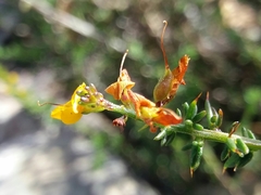 Genista triacanthos
