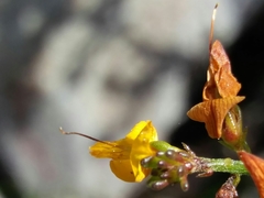 Genista triacanthos