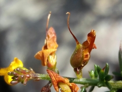 Genista triacanthos