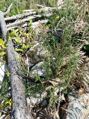Genista triacanthos