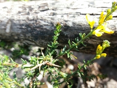 Genista triacanthos