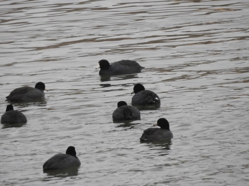 American Coot photographed in Kentucky