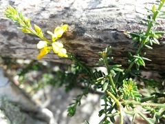 Genista triacanthos