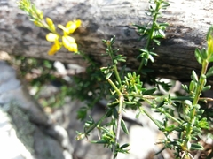 Genista triacanthos
