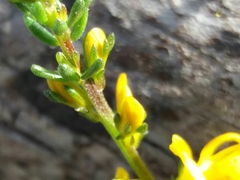 Genista triacanthos