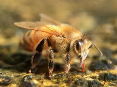 Apis mellifera