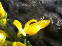 Genista triacanthos