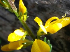 Genista triacanthos