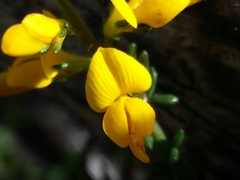 Genista triacanthos