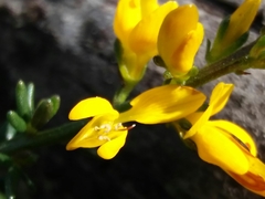Genista triacanthos