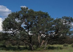 Vachellia luederitzii