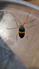 Paryphes