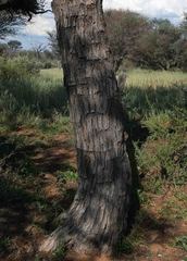 Vachellia luederitzii
