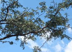 Vachellia luederitzii
