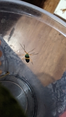 Paryphes