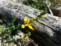 Genista triacanthos