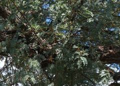 Vachellia luederitzii