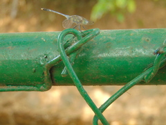 Diplacodes trivialis