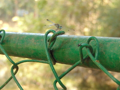 Diplacodes trivialis