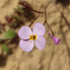 Maresia pulchella