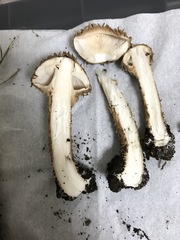 Lepiota calcicola