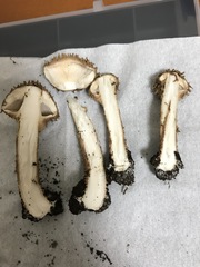 Lepiota calcicola