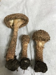Lepiota calcicola