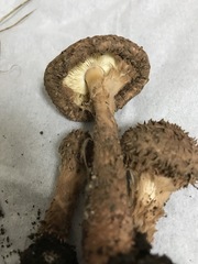 Lepiota calcicola