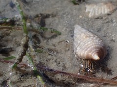Clibanarius taeniatus