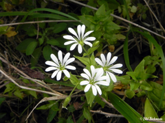 Stellaria chilensis