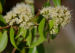 Backhousia tetraptera