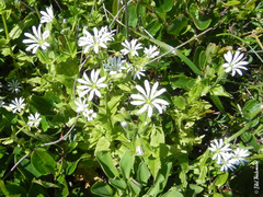 Stellaria chilensis